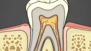 Fundamentals of Occlusion: Direction of force applied
