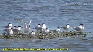 American Wildlife --- side-by-side comparison of Forster's, Elegant, & Caspian Terns