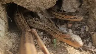 뱀굴앞 관찰카메라
