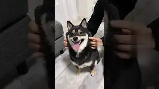 Pets funny video 😆😆 #petstiktok #petsfunnyvideo #cute_pets_video #shorts