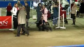 Raine's Dog Competition vid6