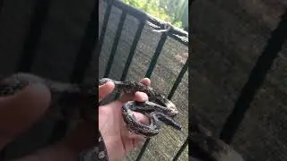 Pantherophis obsoletus - kr&oacute;tka charakterystyka gatunku