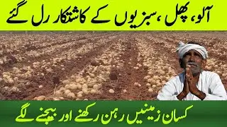Potato Market CRASHES What You Can Do NOW?