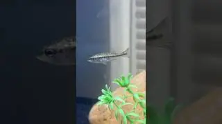 FEEDING my BABY BASS tiny MINNOWS