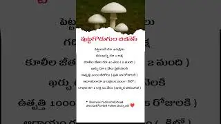Business Ideas Telugu | Mushroom Farming Business | Business Tips | Business Growth | #business