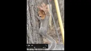 Eastern Grey Squirrel gathering nest insulation