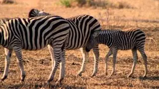 Go on a Big 5 Game Drive in South Africa