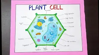 Plant cell diagram on chart paper for school project | How to draw plant cell diagram 