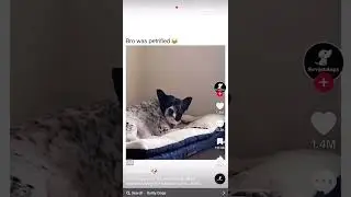The Dog Was Petrified(Pure Comedy)😂