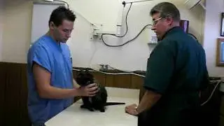 Pet Health Check-Up Exam (informational video) (vet in Hillside, IL 60162)