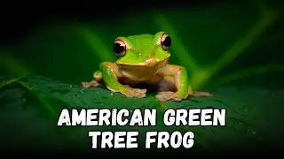 American Green Tree Frog Guide: Buying Cost, Diet, Tank Setup, Misting & Cleaning Tips