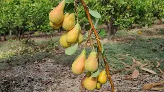 Late November Pears in Gran Canaria