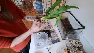 Repotting Oncidiums (Ultra Bob, Bartley Schwartz and C.Pandurata) 😁Sunday 12-3-23