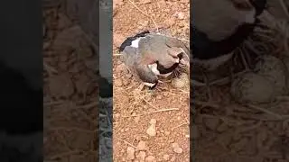 real angry bird protecting Her eggs