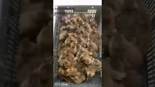 Low Cost Khaki Duck Farming in Nepal | Best Duck for Egg Business #duckfarming #duckfarminginnepal