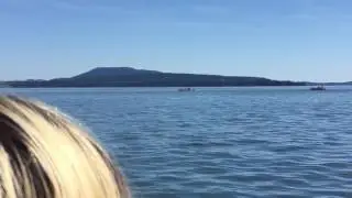 orcas/killer whales (J pod) - granny and calfs