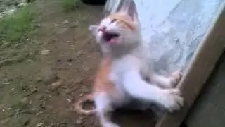 The Confused Cat