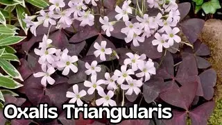 El secreto escondido del trébol morado/oxalis triangularis