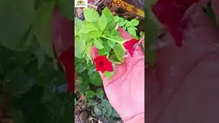 Make sure you aren&rsquo;t watering dead flowers #shorts #rose #flower #water #life #happy #relax #mindset