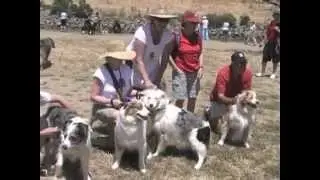 NorCal Aussie Rescue Reunion 2012