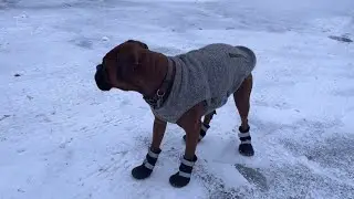 Funny Video Dog First Time Trying Dog Shoes
