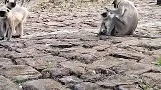 Monkey Playing 🐒 Mada Singrauli Madhya Pradesh #mptourism #mp #cardriving #travel #picknick 