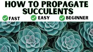 How To Easily Propagate Succulents From Leaves || Cuttings || Offsets