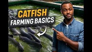 Catfish Farming 101: Beginner&rsquo;s Guide to Successful Catfish Production