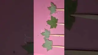 Dipping dried leaves into epoxy resin #epoxyflow