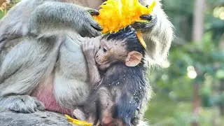 Gorgeous marvelous adorable lovely baby monkey so happy playful milking happy fantastic
