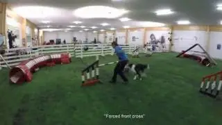Agility by Alpha Dogs