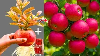 🌱How To Grow An Apple Tree From Just One Apple! 🍎