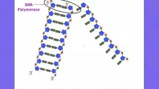 2.7 The roles of Helicase and DNA polymerase in DNA replication