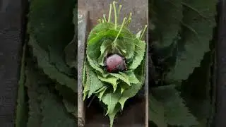 Fire sphere x green leaves. #firemaking #experiencing #workingfire #automobile #foundry #cooking