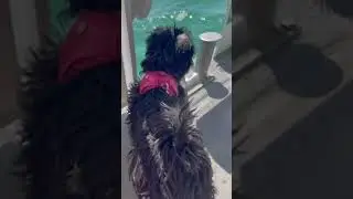 Antjes abwechslungsreiches Leben: Ausflug nach Konstanz mit dem Kat 🤩