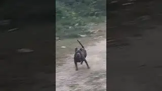 #dekhiae doston Mera dog keeper banaa Hua Hai#kiranmishra #comment 🐕🐕🐕🐕🐕