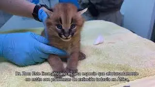 BUIN ZOO TE ACOMPAÑA EN CASA (La Nueva Cría de Caracal)