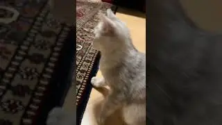 SILVER Is Very Happy 😊 #amazing #cute #cat #kitten #silver #wonderful #cutestcat