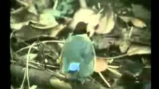 The Permaculture Concept prt 2 Learn to provide food with a permanent food forest