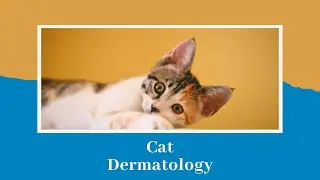 Everything you need to know about cat dermatology