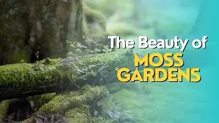 The Beauty of Moss Gardens