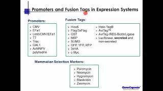 Functional Tags For ORF Clones in Your Research