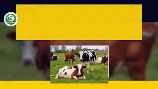 cattle magic - New way of presenting cattle probiotic