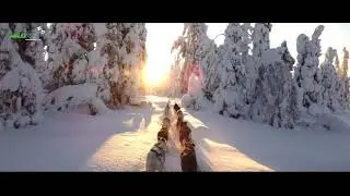 Hundeschlitten in Schweden: Ein Winterabenteuer für Naturliebhaber!