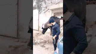 Black bull videos #trending #blackbull #bullvideo #bull #cowvideos #beautycream #beautiful #music