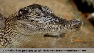 Our Wildlife 🇿🇼 GARWE/ NGWENA/ CROCODILE - (full info)-SHORT DOCUMENTARY 🇿🇼 -Zimbabwean Filmmaker