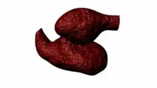 Heart Development