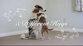 Hugging dogs