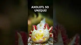 The Axolotl #amazinganimals  @MindCurio-en