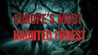 Hoia Baciu Forest: The Most Haunted Place in Europe